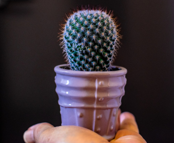Cactus Plant Cactus Plant
