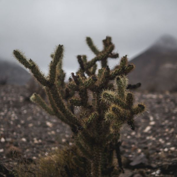 cactus plant cactus plant