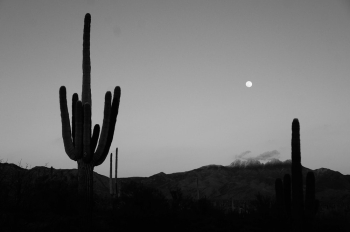 Cactus Plant Cactus Plant