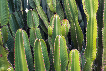 Cactus Plant Cactus Plant