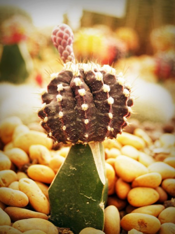 Cactus Plant Cactus Plant