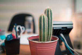 Cactus Plant Cactus Plant