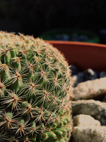 Cactus Plant Cactus Plant