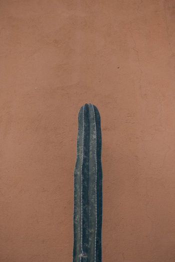 Cactus Plant Cactus Plant