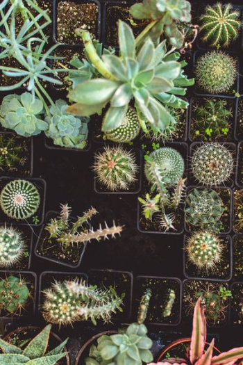 cactus plant lot cactus plant lot