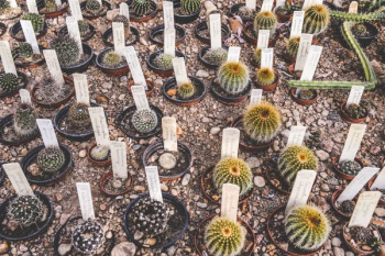 cactus plant on ground cactus plant on ground