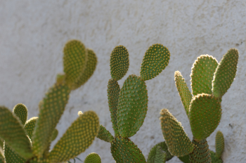 Cactus Plants Cactus Plants