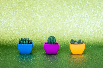 Cactus Plants Cactus Plants