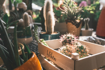Cactus Plants Cactus Plants