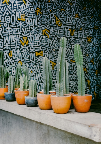 Cactus pots Cactus pots