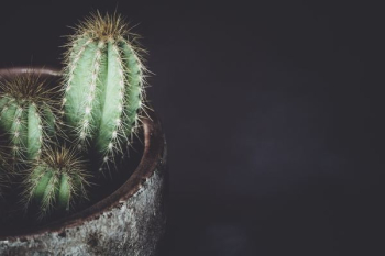 cactus potted plant cactus potted plant