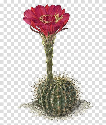 Cactus , red cactus flower transparent background PNG clipart Cactus , red cactus flower transparent background PNG clipart