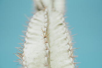 Cactus summer Cactus summer