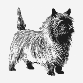 Cairn Terrier dog hand drawn | Free Photo - rawpixel