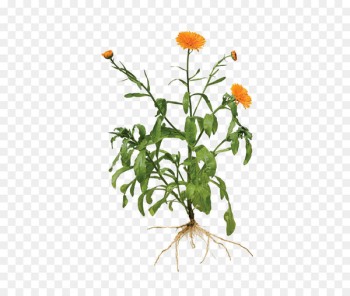 Calendula officinalis Root Marigold Plant - Calendula painted image 