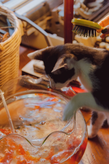 Calico Cat to Touch Bowl of Juice Calico Cat to Touch Bowl of Juice