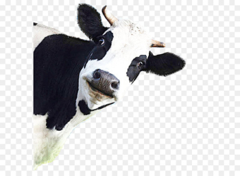 California Cattle Flatulence Methane Livestock - A cow California Cattle Flatulence Methane Livestock - A cow