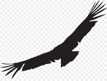 California condor Andean condor Bird Clip art - bird California condor Andean condor Bird Clip art - bird