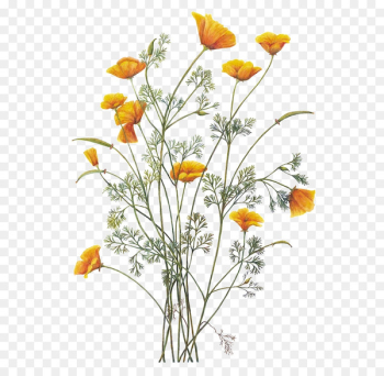 California poppy Botanical illustration Botany - chamomile 