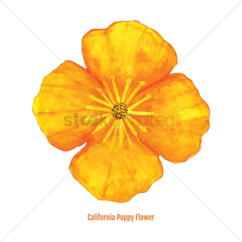 California poppy flower California poppy flower