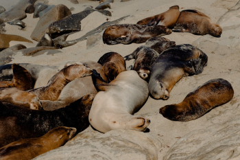 California Sea Lions California Sea Lions