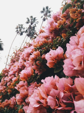 California Spring Blossoms California Spring Blossoms