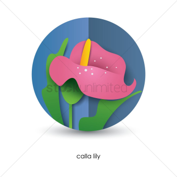 Calla lily flower Calla lily flower