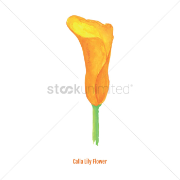 Calla lily flower Calla lily flower