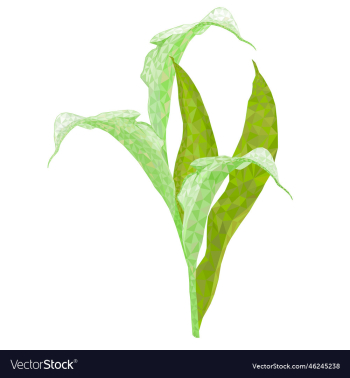 calla lily white flowers and leaves polygons