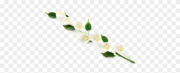 Calla Png Photos - Calla Lily Border Png Calla Png Photos - Calla Lily Border Png