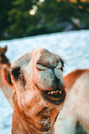 Camel Camel