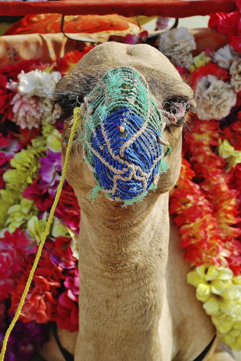 Camel background, colorful flower.  | Free Photo - rawpixel