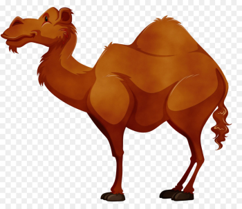 camel camelid arabian camel bactrian camel terrestrial animal camel camelid arabian camel bactrian camel terrestrial animal