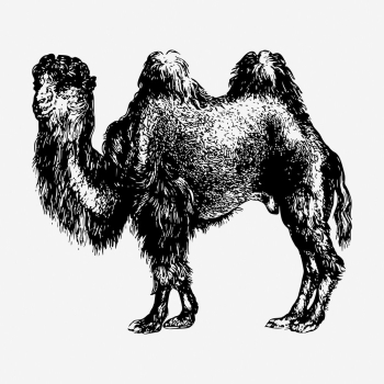 Camel drawing, vintage wildlife illustration. | Free Photo - rawpixel Camel drawing, vintage wildlife illustration. | Free Photo - rawpixel