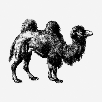 Camel drawing, vintage wildlife illustration. | Free Photo - rawpixel Camel drawing, vintage wildlife illustration. | Free Photo - rawpixel