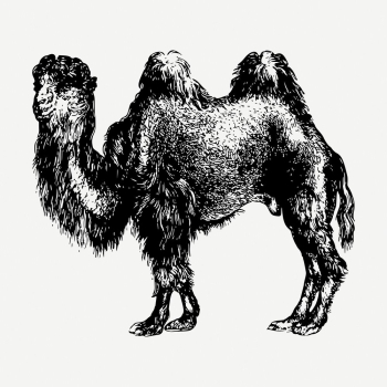 Camel drawing, vintage wildlife illustration | Free PSD - rawpixel Camel drawing, vintage wildlife illustration | Free PSD - rawpixel