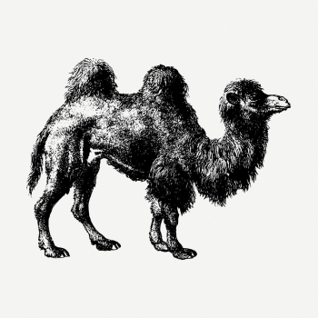 Camel drawing, vintage wildlife illustration | Free PSD - rawpixel Camel drawing, vintage wildlife illustration | Free PSD - rawpixel