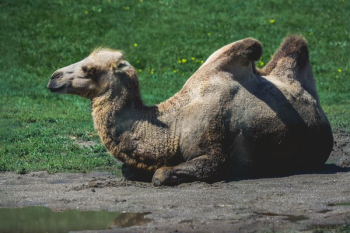 Camel Lying Down Camel Lying Down