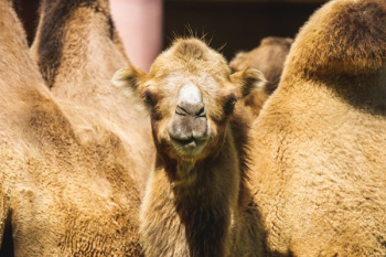 Camel Staredown Camel Staredown