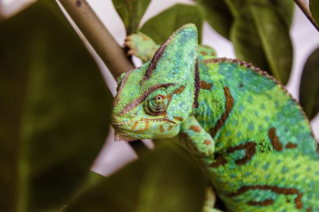 cameleon on brown branch cameleon on brown branch