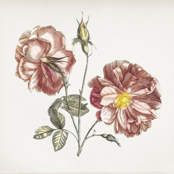 Camellia flower vintage illustration | Free Photo Illustration - rawpixel Camellia flower vintage illustration | Free Photo Illustration - rawpixel