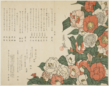 Camellia Flowers (ca. 1820) print | Free Photo - rawpixel Camellia Flowers (ca. 1820) print | Free Photo - rawpixel