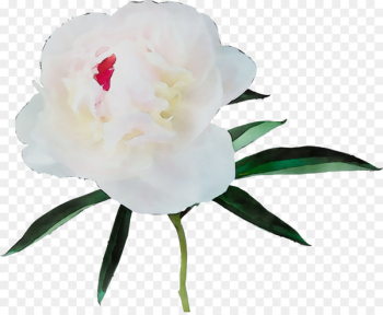 Camellia Peony Herbaceous plant Plant stem Cut flowers - Camellia Peony Herbaceous plant Plant stem Cut flowers -