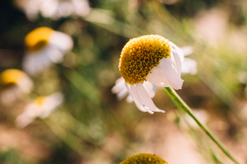 Camomile closeup Camomile closeup