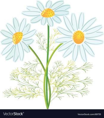 Camomile flowers vector image Camomile flowers vector image