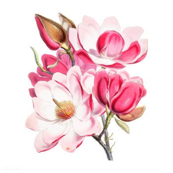 Campbell's magnolia (Magnolia Campbellii).. | Free stock vector - 471375 Campbell's magnolia (Magnolia Campbellii).. | Free stock vector - 471375