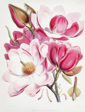Campbell's magnolia (Magnolia Campbellii), Flowering | Free Photo Illustration - rawpixel