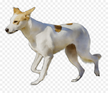 Canaan Dog Ibizan Hound Dog breed Pariah dog - Canaan Dog Ibizan Hound Dog breed Pariah dog -