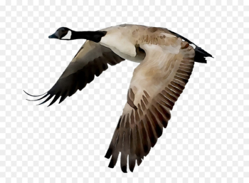 Canada goose Bird Flight Mallard - Canada goose Bird Flight Mallard -