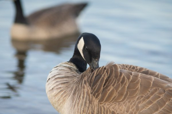 Canada Goose Preening Feathers Canada Goose Preening Feathers